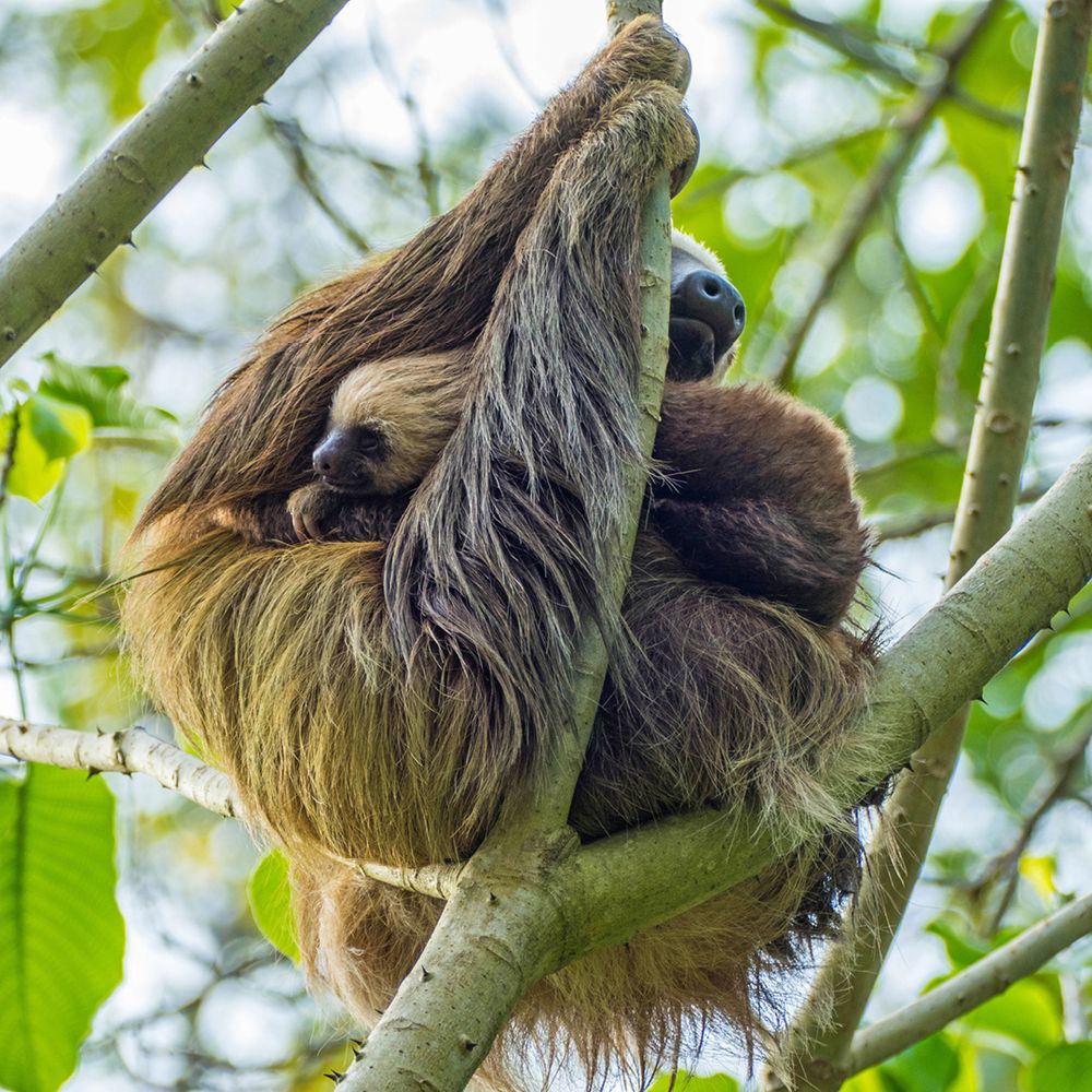 Monteverde Sloth