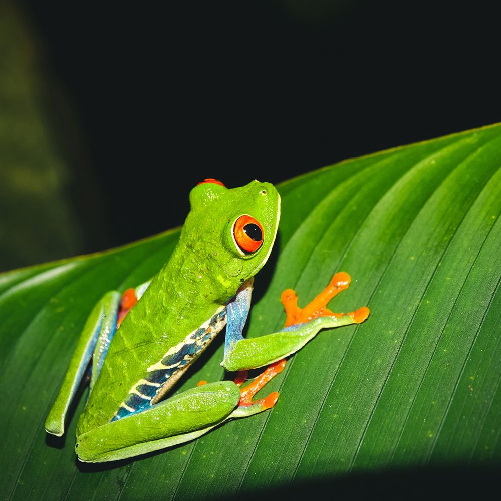 Monteverde Tree Frog