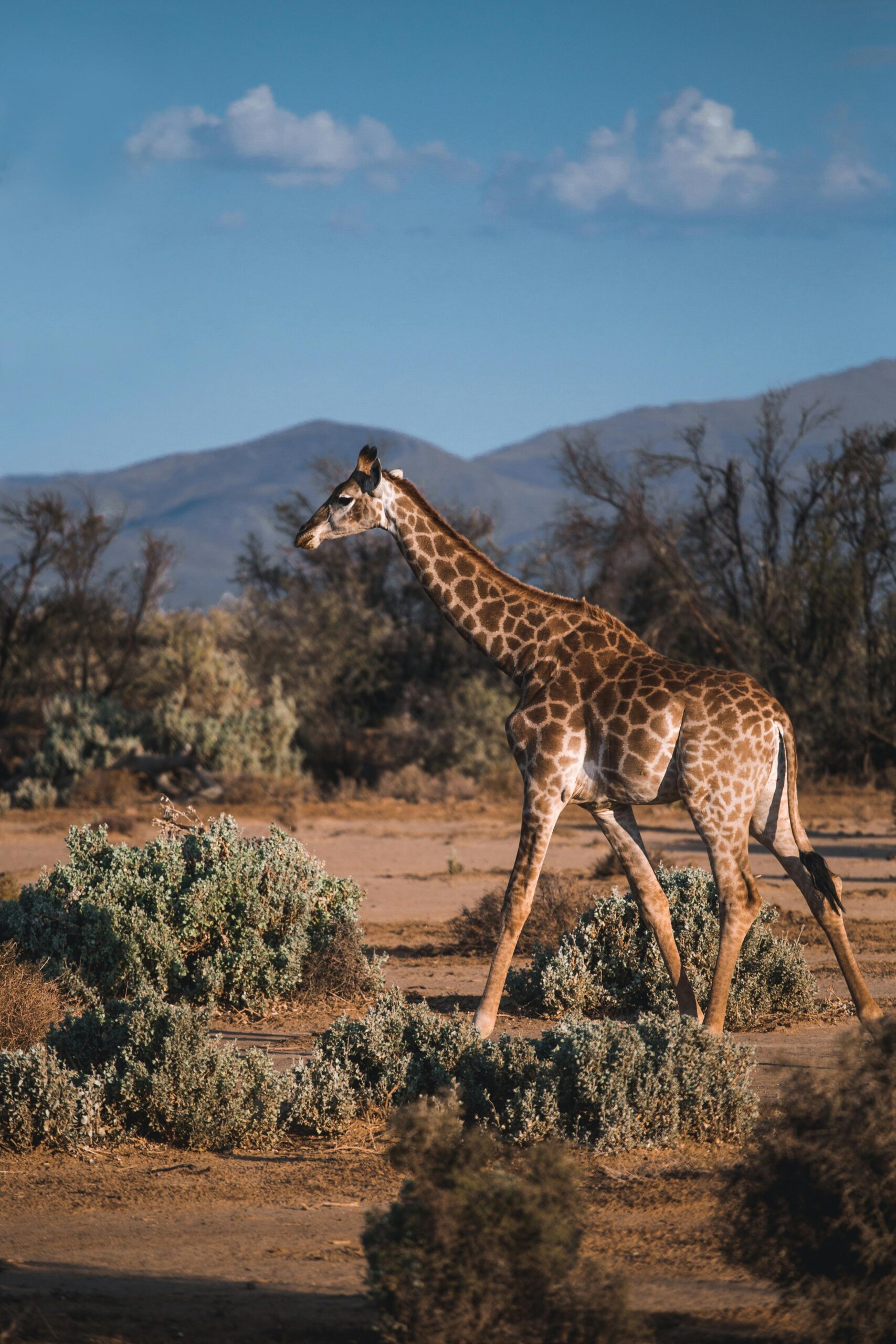 Giraffe, Africa