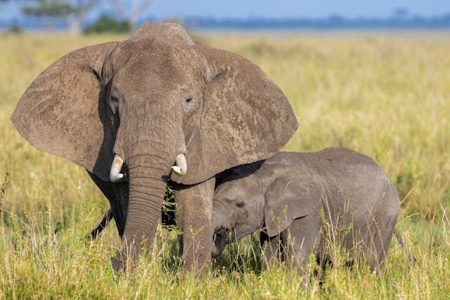 Momma & Baby Elephant, Africa