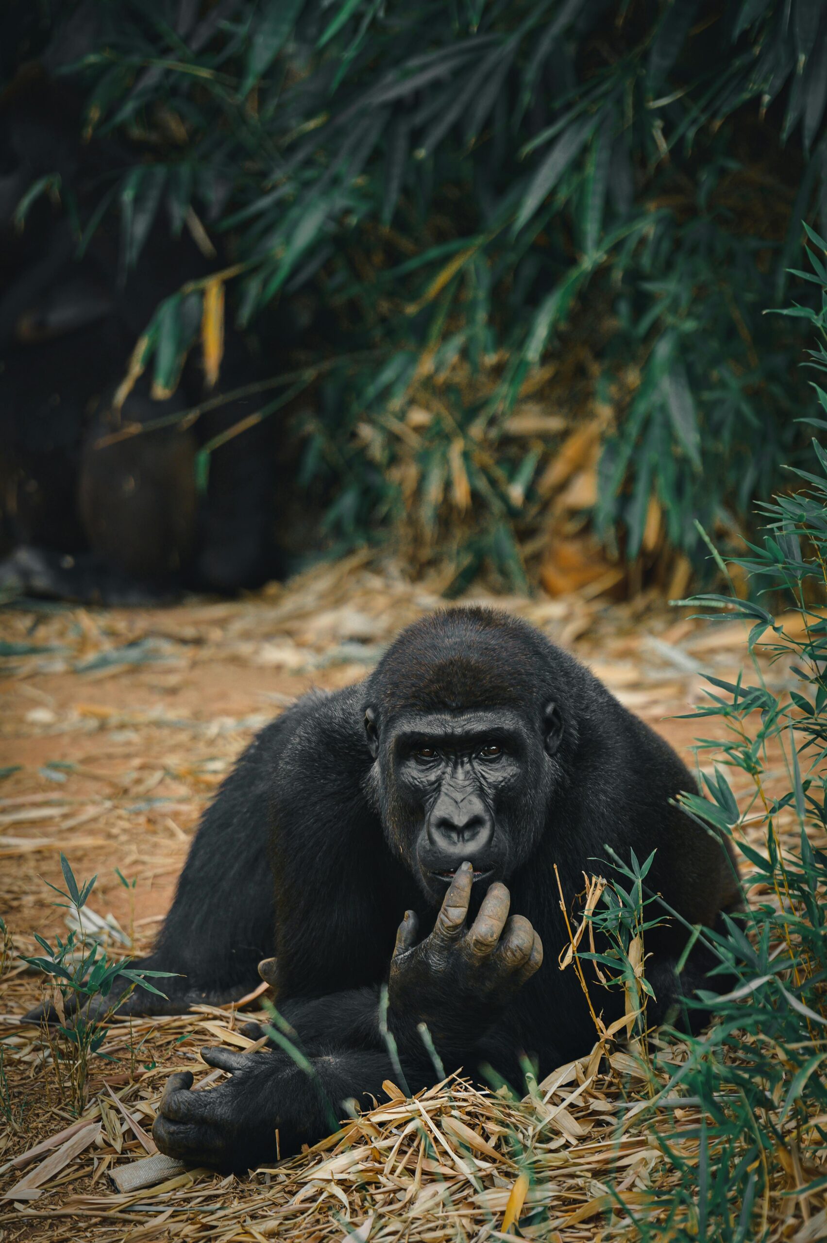 Mountain Gorilla, Kenya