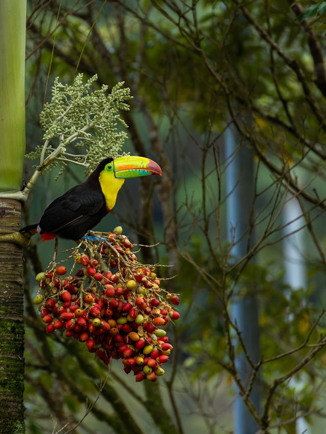 Toucan Costa Rica