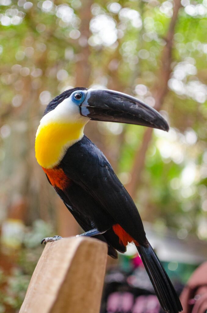 Toucan bird