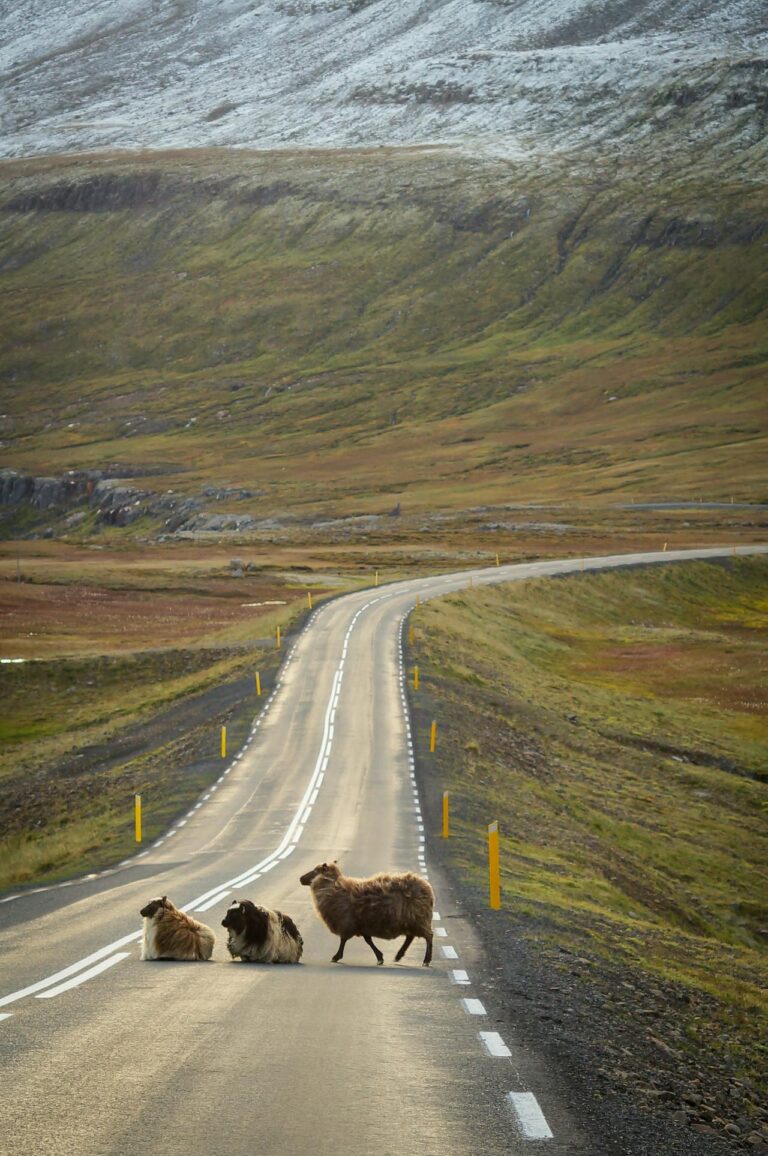 road with sheep and other farm animals
