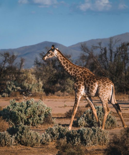 Giraffe, Africa